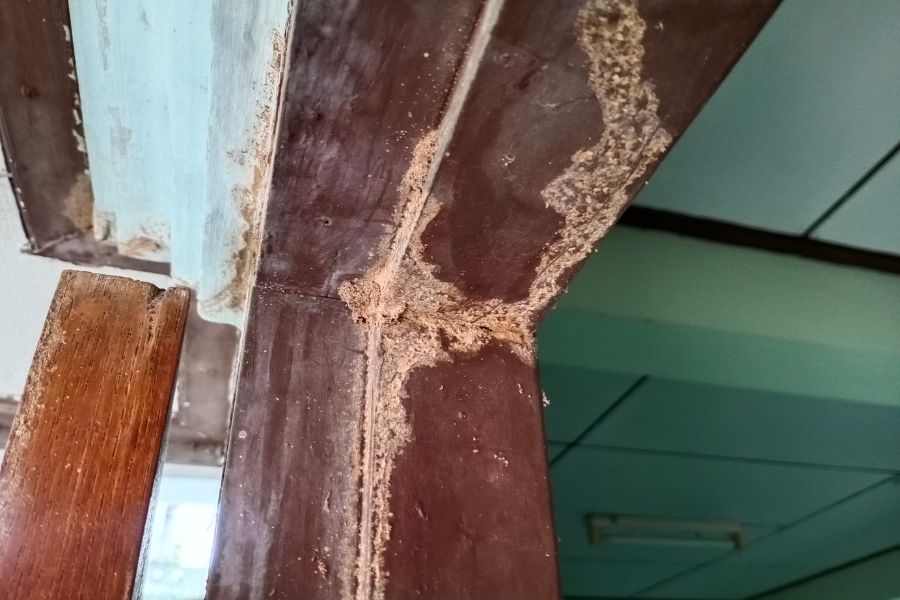 Termite destroyed molding
